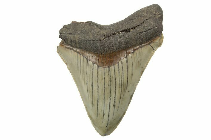 Serrated, Chubutensis Tooth - Megalodon Ancestor #249354